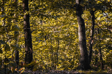 The Monticolo forest landscape in South Tyrol.