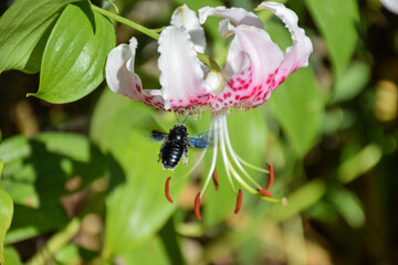 bee on a flower