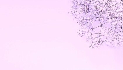 Obraz premium Thin white inflorescences on a white background. Festive floral arrangement in lilac tones. Background for a greeting card.