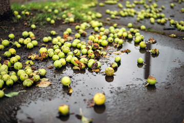 fallen apples lie in a puddle on the ground. rainy autumn weather
