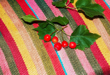 Bright red berries of the hawthorn CRATAEGUS TOURN. EX L, growing naturally. They are used in...