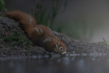 Drinking squirrel