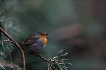European robin, Roodborst, Erithacus rubecula