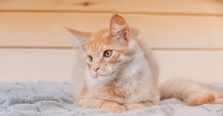 Funny Curious Red Ginger Maine Coon Cat Lying At Home Sofa. Coon Cat, Maine Cat, Maine Shag....