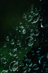 water drops on the cobweb