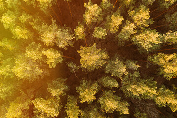 Fototapeta na wymiar Aerial View Of Pine Forest. Elevated View Of Woods Forest Landscape During Sunset In Autumn Evening. Flight Above Fall Autumn Forest During Beautiful Sunset Evening.