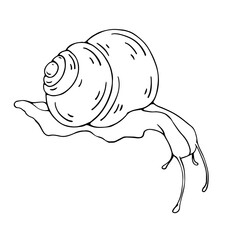 Linear sketch, snail doodle.Vector graphics.