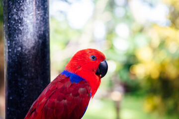 Bali bird park