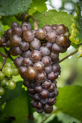 Beautiful background with grapes close up.
Vineyards in southern Austria. Tourism in Austria.
