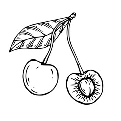 Linear botanical sketch of cherry berries with leaves. Vector graphics.