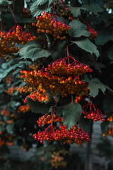 red berries on a tree