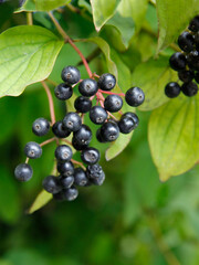 cornus sanguinea bush with black fruits close up