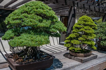 Fotobehang Bonsai Bonsai Trees at the National Arboretum, Washington DC USA, Washington, District of Columbia  © Walt