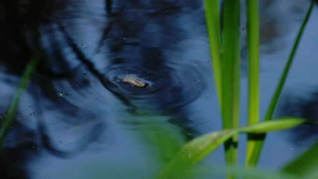 Fall webworm moth caterpillar (Hyphantria cunea) swimming on the clear blue water surface near fresh green plants. Worm invasion. Tiny animal fell in the river. Autumn wetland scenery from Hungary. 4K