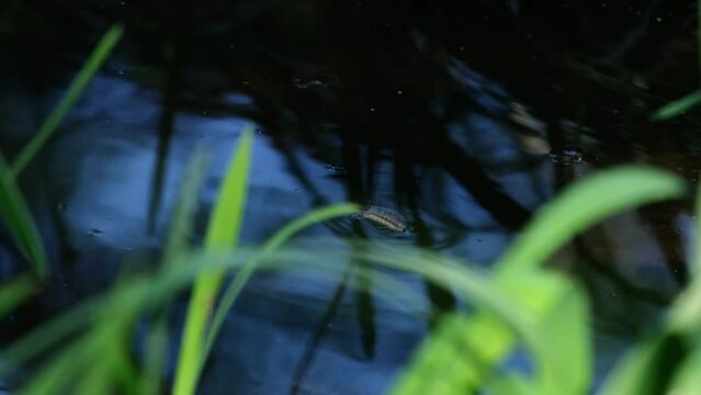 Fall webworm moth caterpillar (Hyphantria cunea) swimming on the clear blue water surface near fresh green plants. Worm invasion. Tiny animal fell in the river. Autumn wetland scenery from Hungary. 4K
