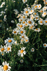 field of daisies