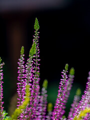 Selective focus of purple flowers Calluna vulgaris the garden,  Heath, ling or simply heather is...