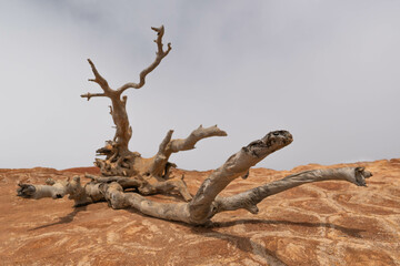 Dry tree in the El Cepo Mountains