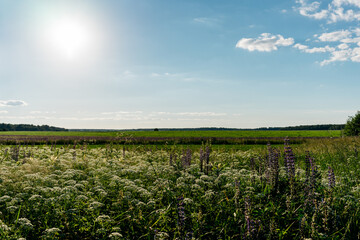 field and blue sky