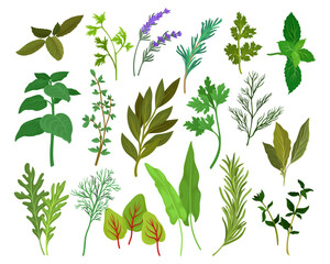 Fresh Kitchen Herbs Like Mint, Basil, Rosemary, Parsley, Oregano, Thyme and Bay Leaves Big Vector Set