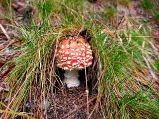 mushroom in a nature in forest