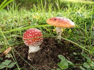 mushroom in a nature in forest