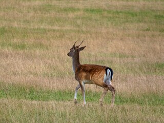 fallow deer on a grassy meadow