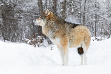 Fototapeta na wymiar One beautiful wolf standing in the snow in beautiful winter forest