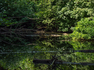 Forest Lake reflection
