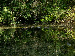 Four ducks on a lake