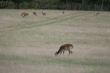 fallow deer on a grassy meadow