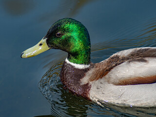 Green Duck