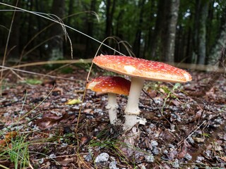 mushroom in a nature in forest