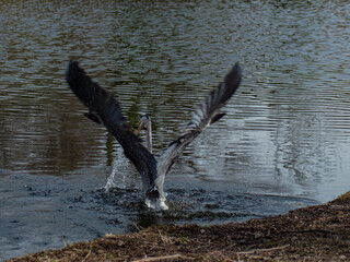 Heron caught a fish