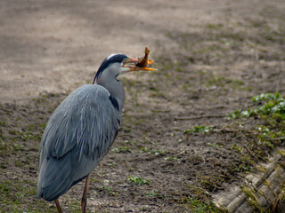 Heron cught fish