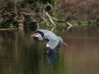 Heron flying with a caught fish