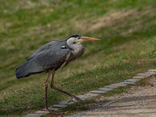 Heron stalking