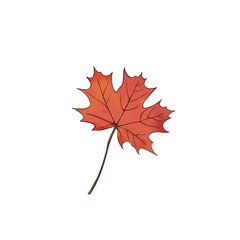 Maple leaf watercolor freehand illustration. autumn leaf close up