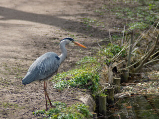 heron