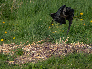 Hooded crow flight