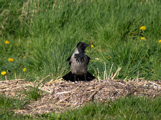 Hooded crow