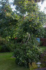 Fototapeta na wymiar An old Bramley Apple tree with a branch broken by the weight of its own fruit.