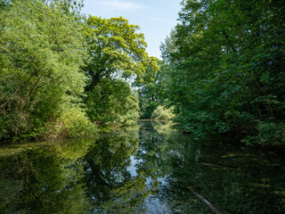 Lake forest reflection