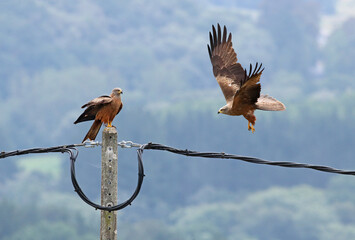 Couple of red kites (Milvus milvus) flying over a lamppost. Two beautiful kites in flight with forest background. Flying bird of prey with vibrant colors. Death by electrocution is very common.