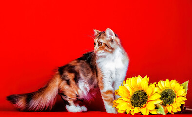 Fototapety na wymiar - Fototapeta24.pl