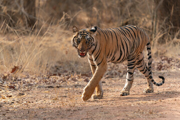 Fototapeta na wymiar Tiger, Bengal Tiger (Panthera tigris Tigris), walking in Bandhavgarh National Park in India 