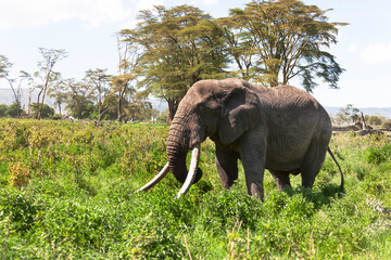 Fototapeta na wymiar Africa, Tanzania, Ngorongoro Crater, African bush elephant. A big tusker grazes on the floor of the crater.