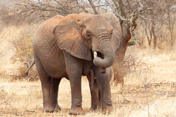 Africa, Tanzania, African bush elephant. A female elephant nurses its baby.