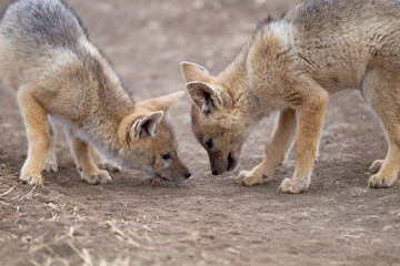 Africa, Tanzania. Two black-backed jackal pups look at something interesting on the ground.
