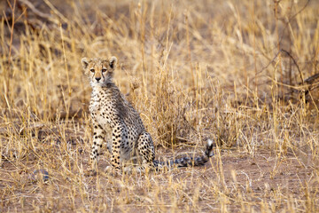 Africa, Tanzania. Portrait of a young cheetah.